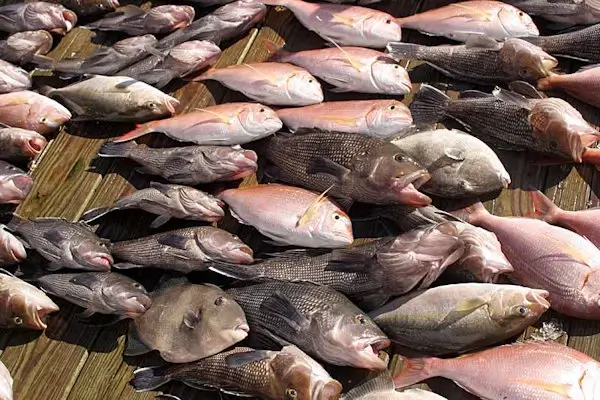 Catch of gray triggerfish, black sea bass, vermillion snapper, and red porgy on a Offshore Bottom Fishing Charter. Catch of gray triggerfish, black sea bass, vermillion snapper, and red porgy on a Offshore Bottom Fishing Charter.