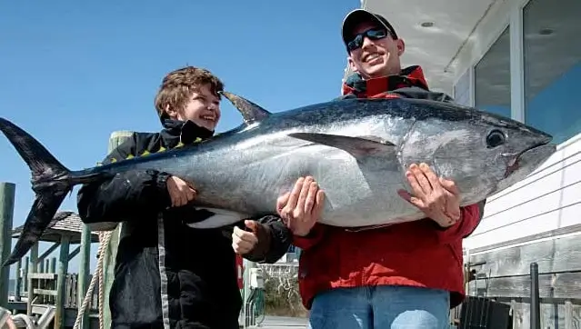 Winter visitors to Salvo often get the opportunity to catch bluefin tuna caught on an offshore charter out of Cape Hatteras. Winter visitors to Salvo often get the opportunity to catch bluefin tuna caught on an offshore charter out of Cape Hatteras.