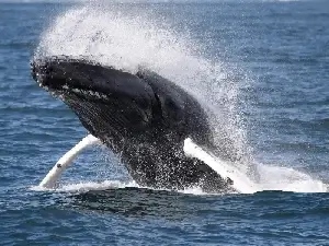 Humpback Whale near Hatteras Inlet. These are frequent visitors from fall to spring. We are available for whale and dolphin watching charters.