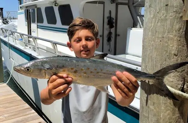 Large family groups with kids vacationing on Hatteras Island often get to catch spanish mackerel on an inshore near shore charter fishing trip.