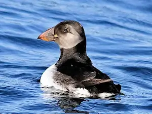 Puffin are a rare bird watcher's sigthing anywhere in the world but have been seen on our charters.