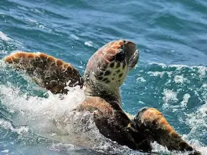 Bird watching and sea life group charters are available to view Sea Turtles out of Hatteras Inlet.