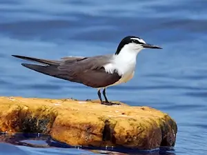 Capt. Patteson runs multiple bird watching cruises so that visitors can view and photograph both rare and common bird species.
