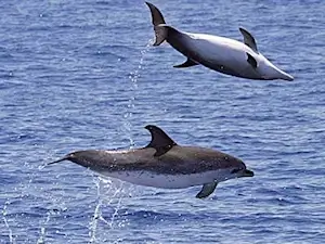On any Cape Hatteras summer charter trip visitors may see our playful Atlantic Spotted Dolphins.