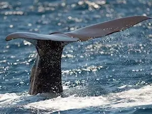 Visitors staying in Avon NC got a whale of a tale out of this Hatteras Inlet whale tail.