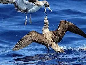 Cory's Shearwaters are the most common birds we see on some summer trips.